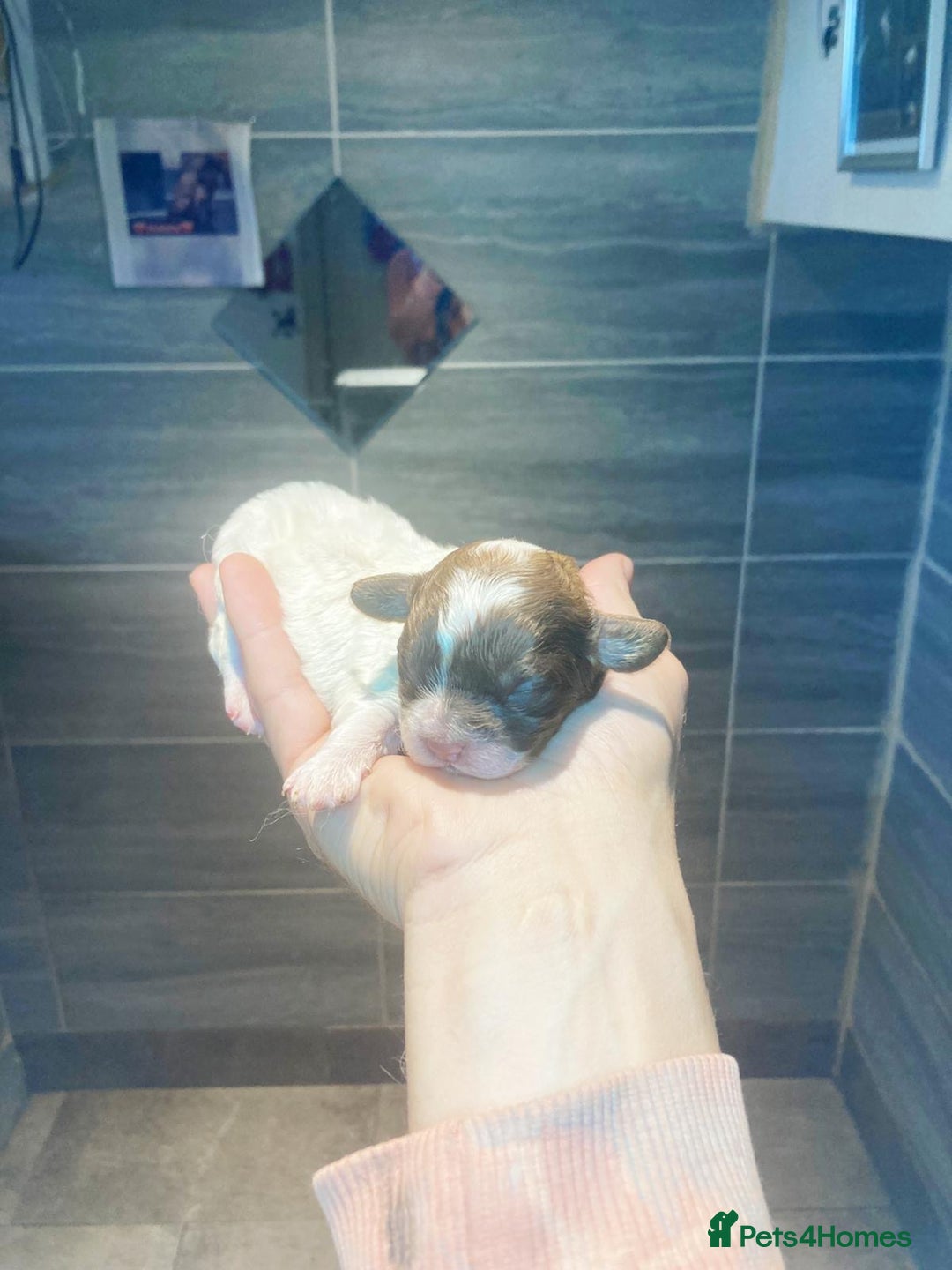 Shihpoo dogs for sale: 5 star rated Toy shihpoo puppies - Image 19