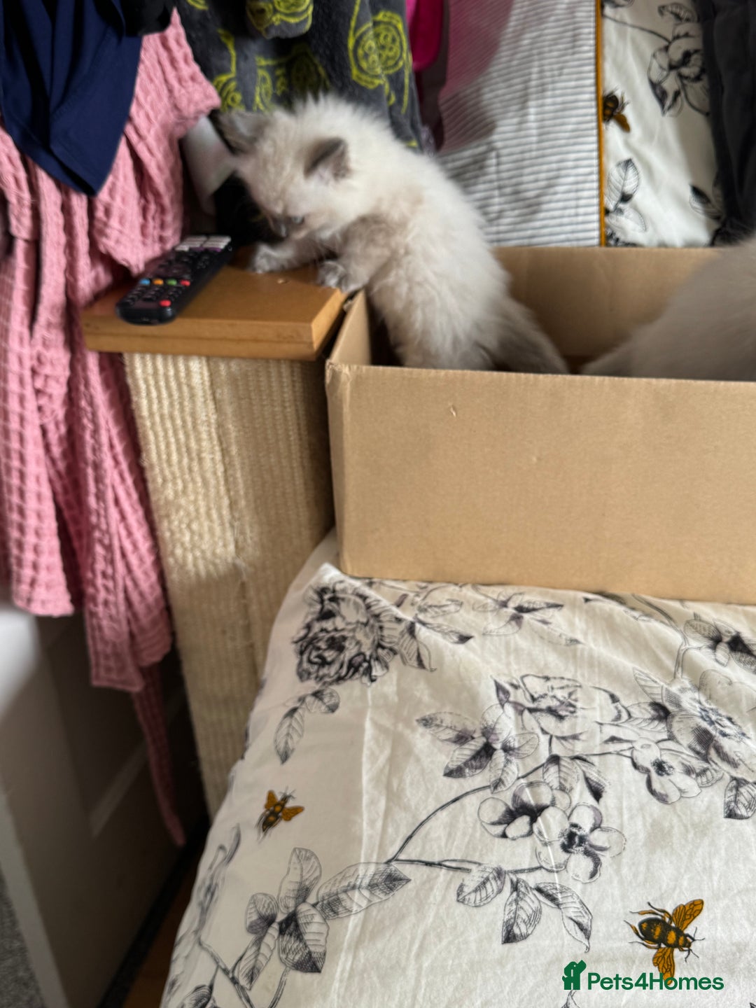 Ragdoll cats for sale: Adorable Ragdoll baby’s  - Image 29