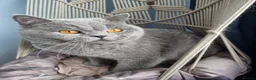 British Shorthair cats for sale: British Shorthair Healthy Vaccinated Microchipped  - Advert 5