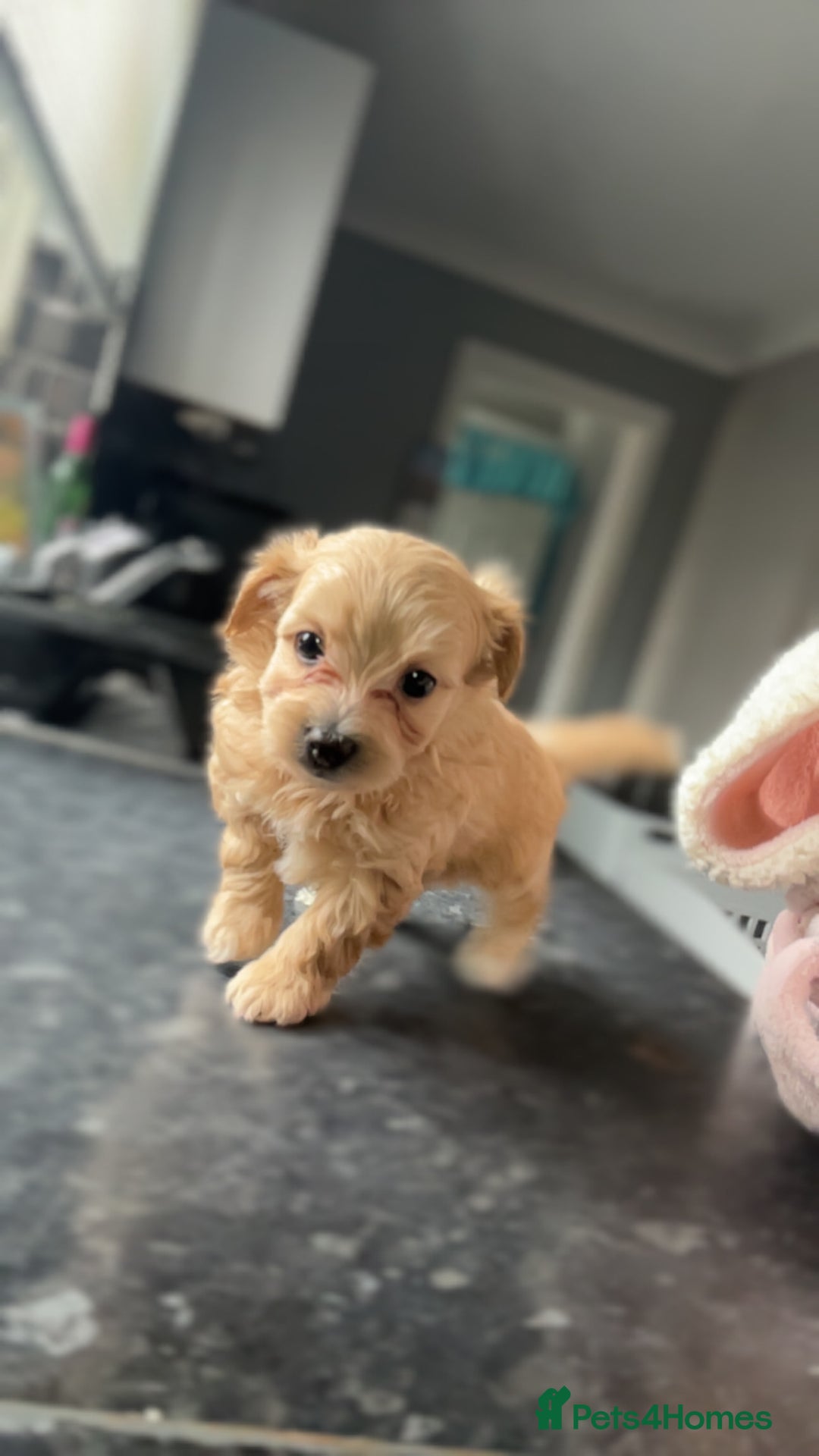 Maltipoo dogs for sale: F1 TINY TOY MALTIPOOS🩷health tested clear parents - Image 3