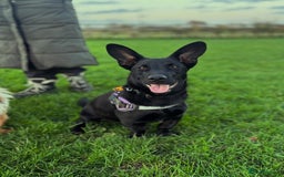Dachshund dogs for adoption: Cute Gregory looking for LOVE - Image 2