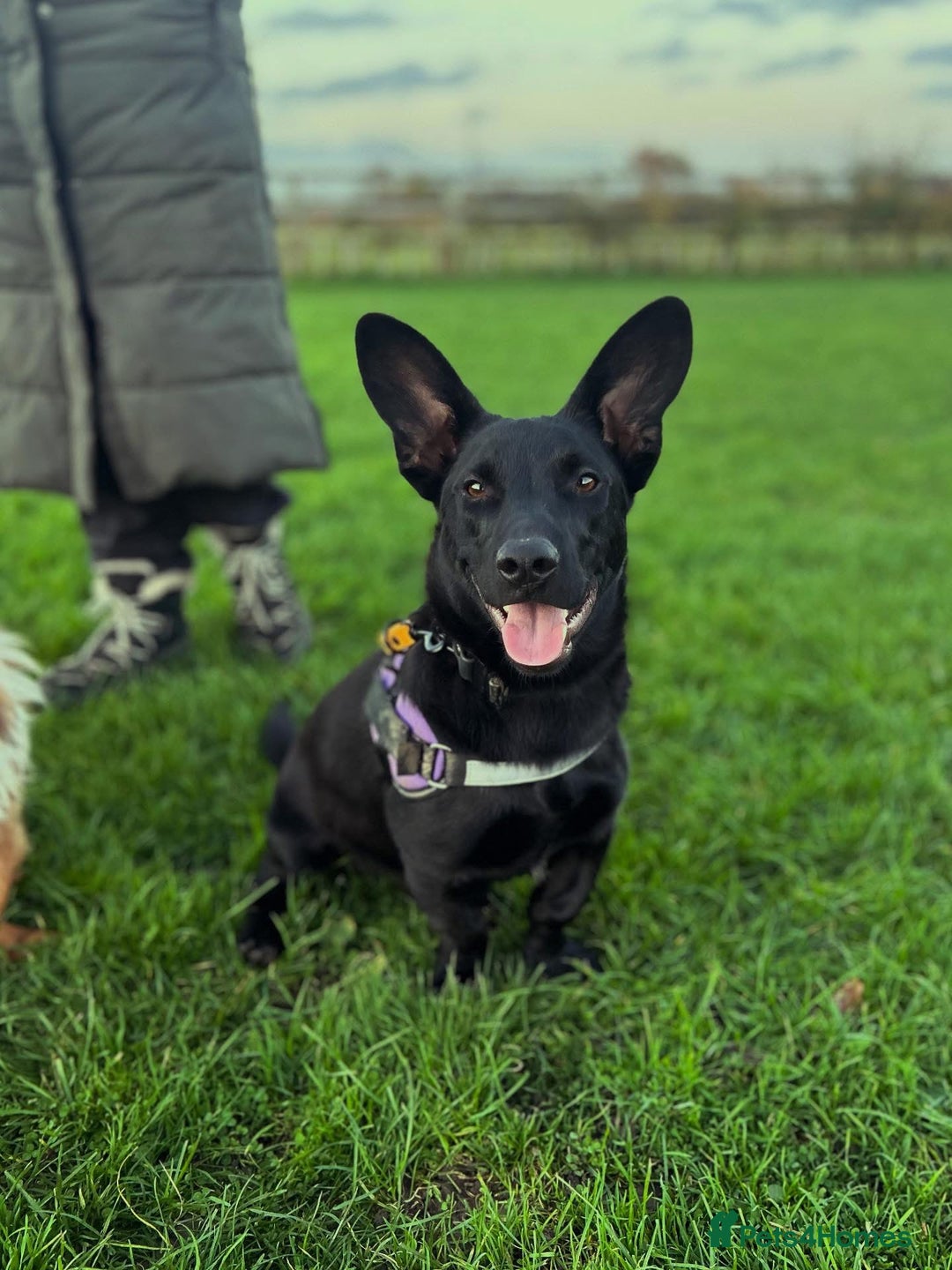 Dachshund dogs for adoption: Cute Gregory looking for LOVE - Image 2