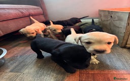 Labrador Retriever dogs for sale: Working line Labrador’s for sale  - Image 9