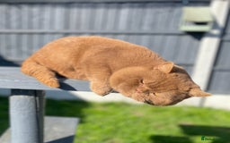 British Shorthair cats for stud: 🐻 RARE CINNAMON GCCF TICA STUD CARRYING CHOCO  in Derby - Image 3