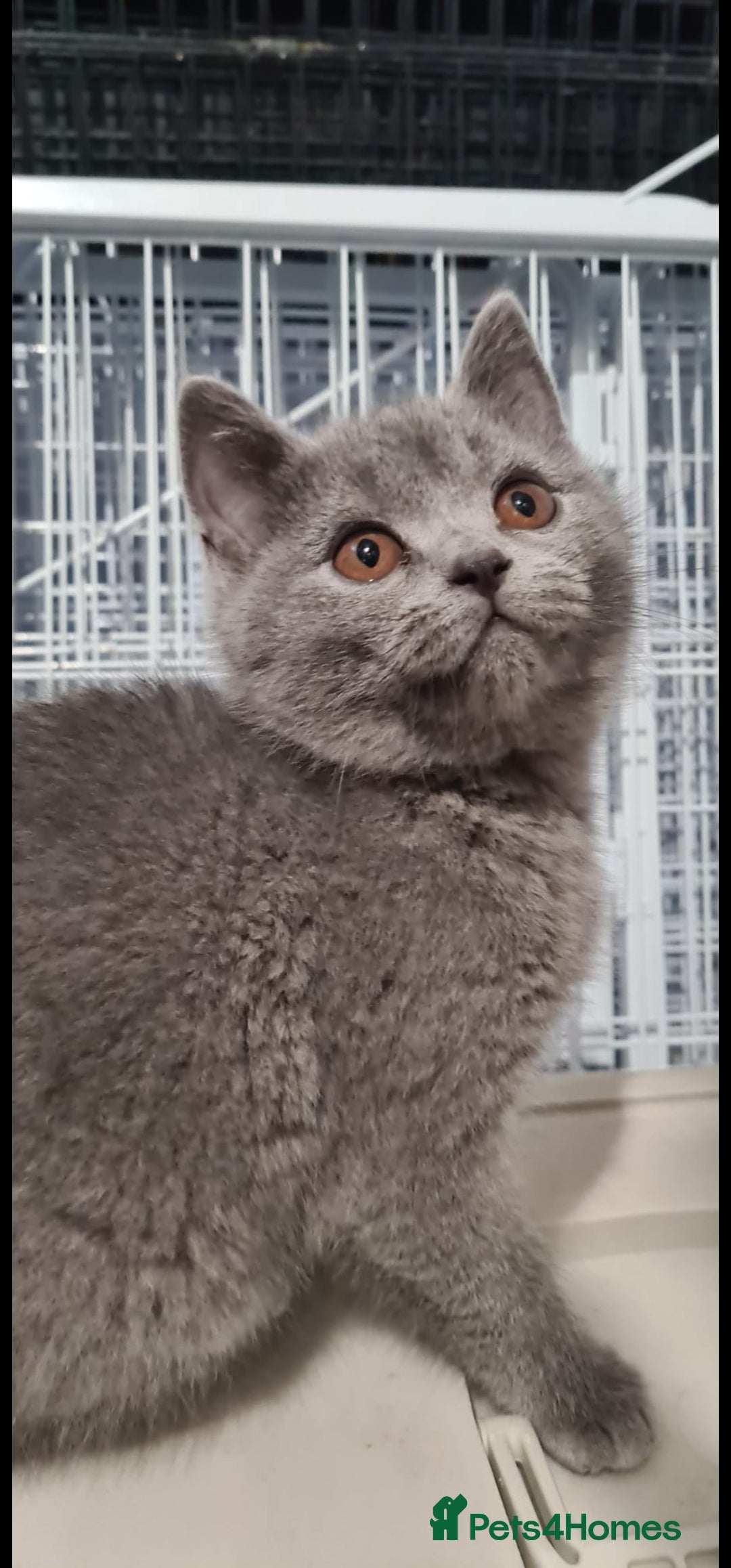 British Shorthair cats for sale: STUNNING! Female British Shorthair For Sale! - Advert 2