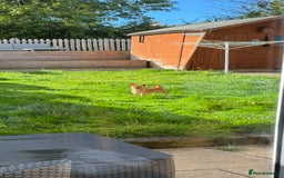 Chihuahua dogs for sale: Our beautiful little male chihuahua  - Image 2