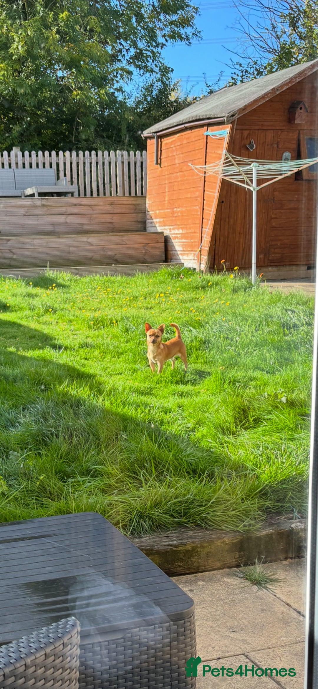 Chihuahua dogs for sale: Our beautiful little male chihuahua  - Image 2