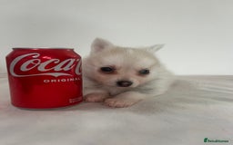 Pomsky dogs for sale: Honey I shrunk the Husky 😂 Genuine Toy size pomsk - Image 17