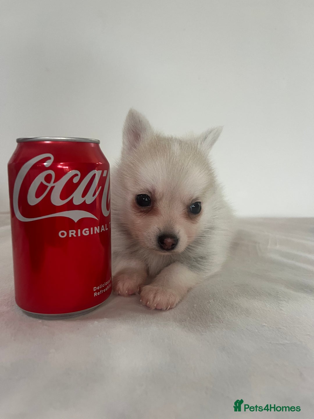 Pomsky dogs for sale: Honey I shrunk the Husky 😂 Genuine Toy size pomsk - Image 17