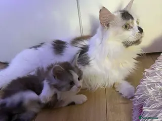 Maine Coon cats STUNNING MAINE COON KITTENS - Advert 1