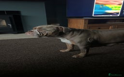 Mixed Breed dogs for sale: English bulldogs  - Advert 14