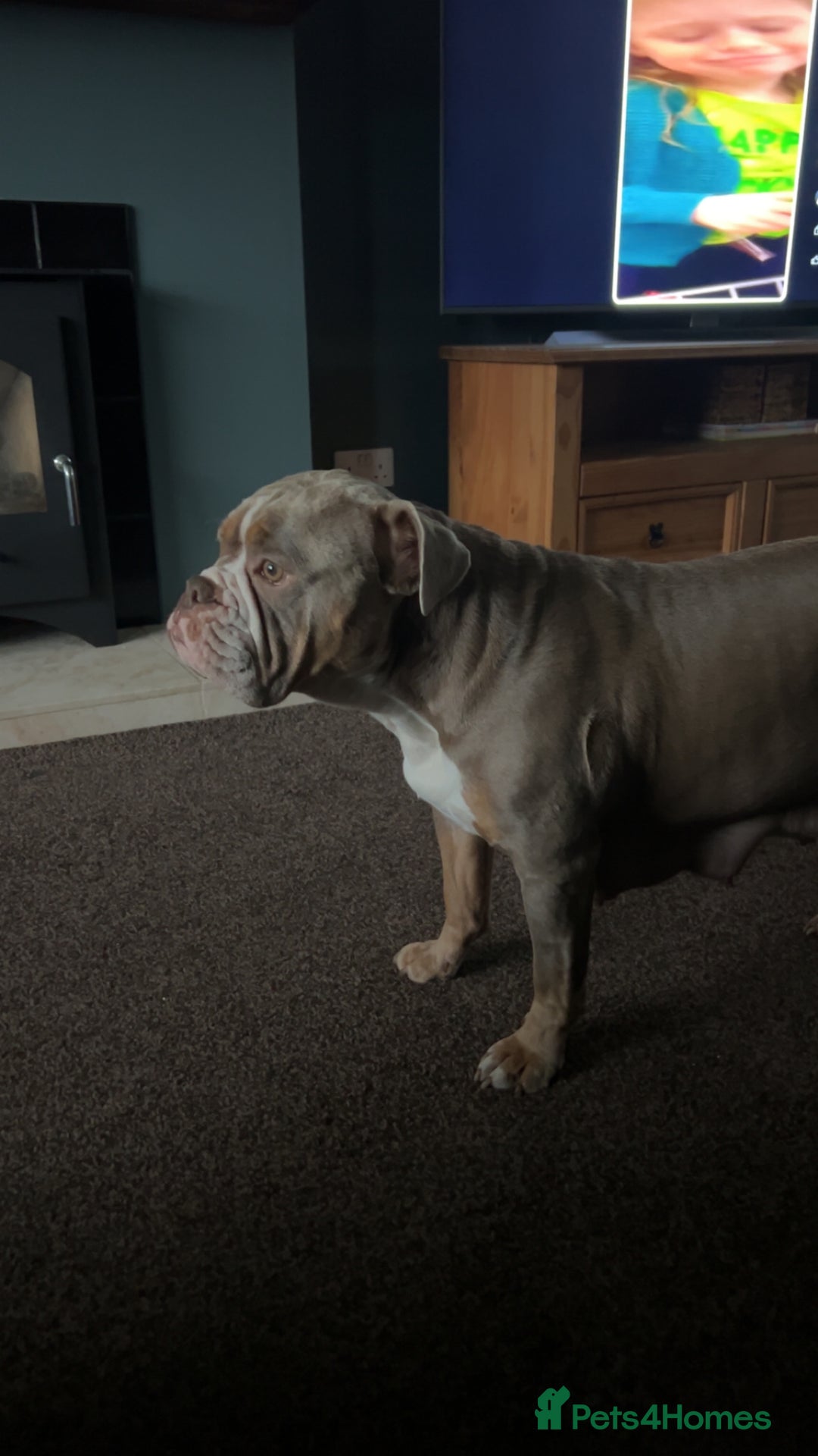 Mixed Breed dogs for sale: English bulldogs  - Advert 14