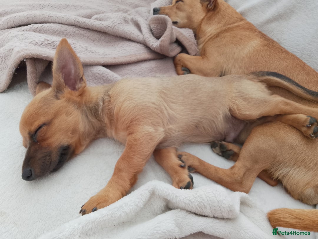 Chihuahua dogs for sale: Chihuahua pup looking for a big adventure  in Newmarket - Image 9