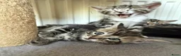 Mixed Breed cats for sale: Tabby Kittens For Sale - Advert 9