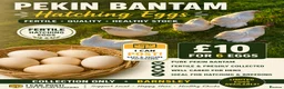 Chickens poultry for sale: Pekin bantam hatching eggs - Advert 1