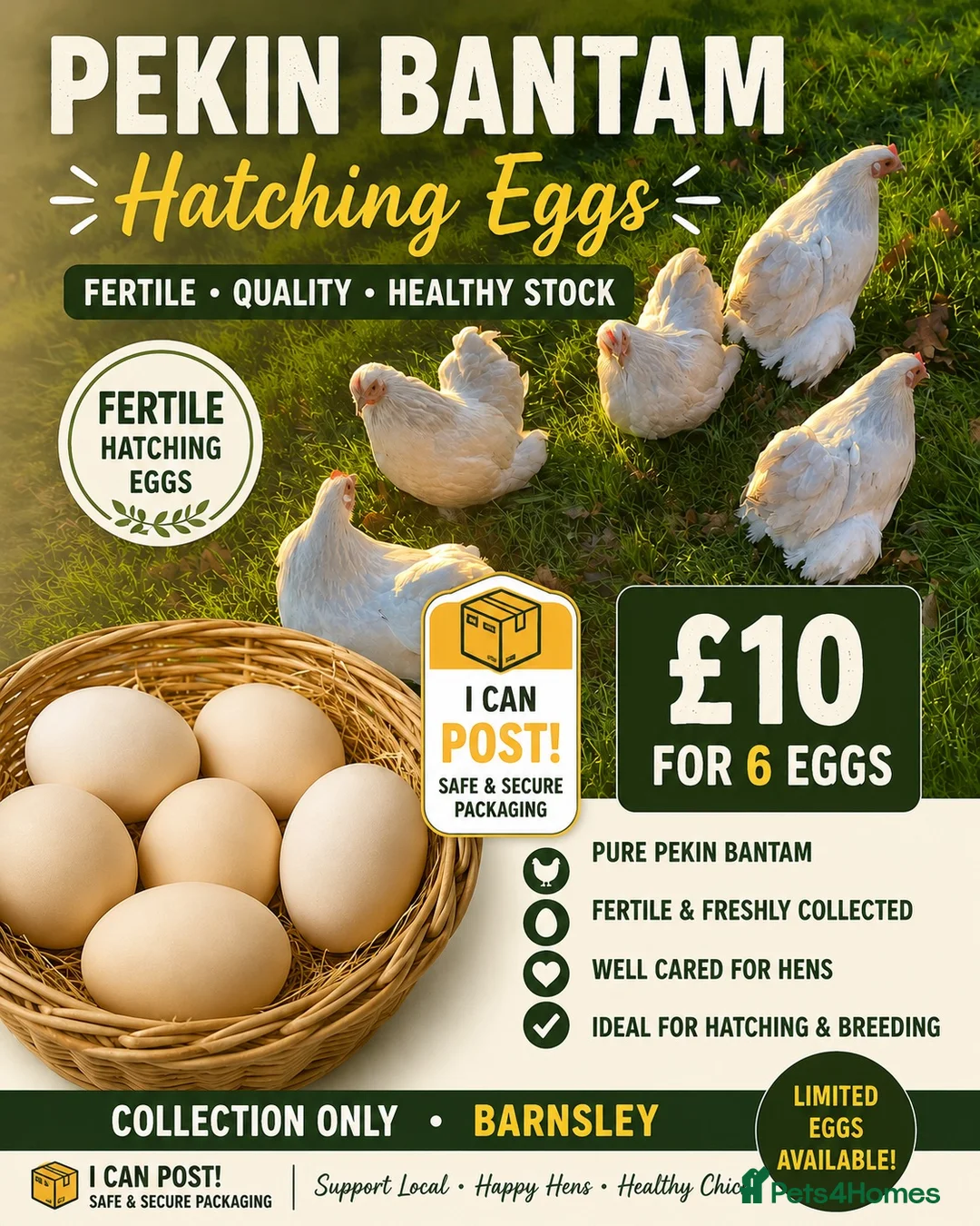 Chickens poultry for sale: Pekin bantam hatching eggs - Advert 1
