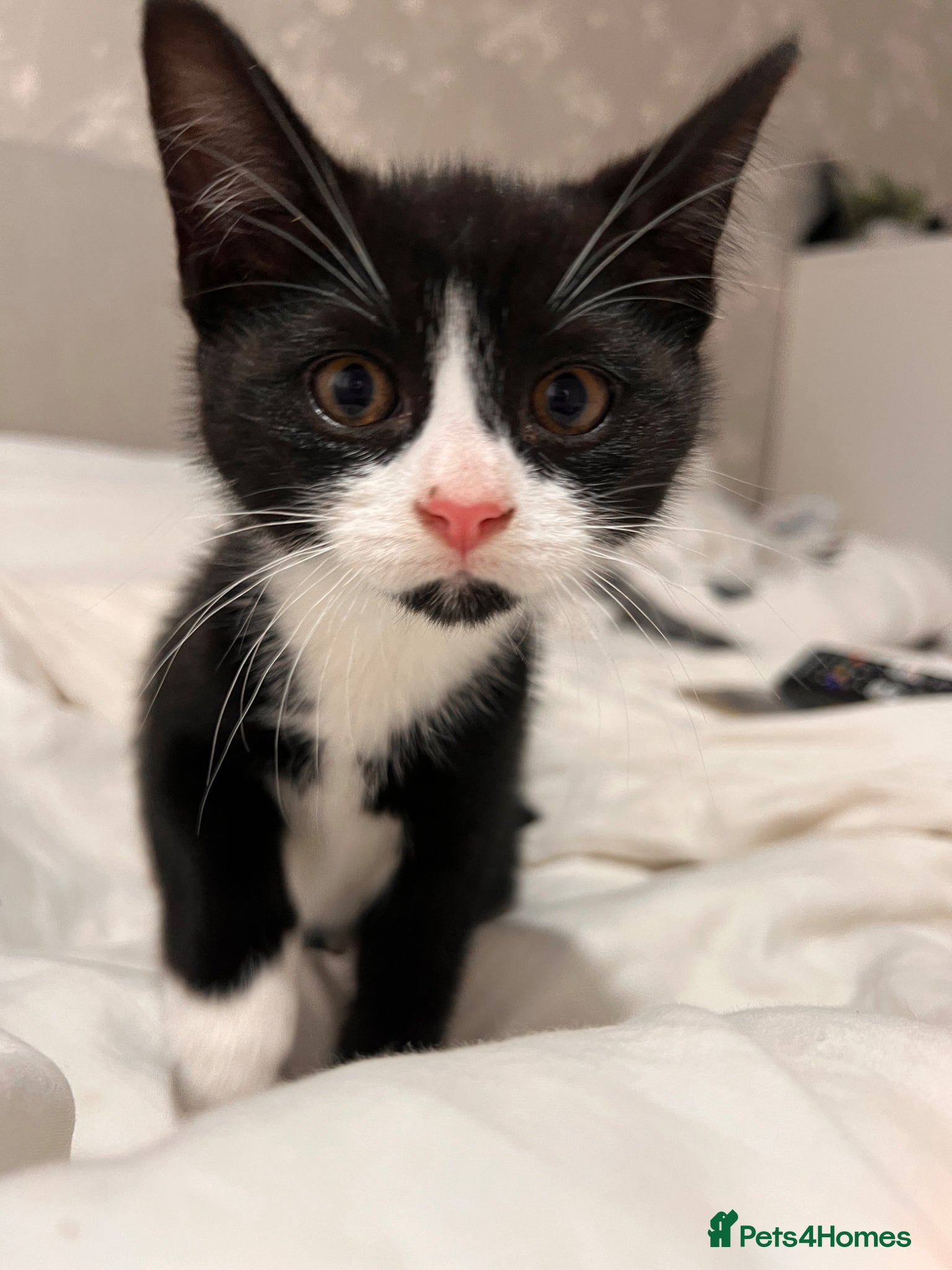 Domestic Shorthair Kitten 3