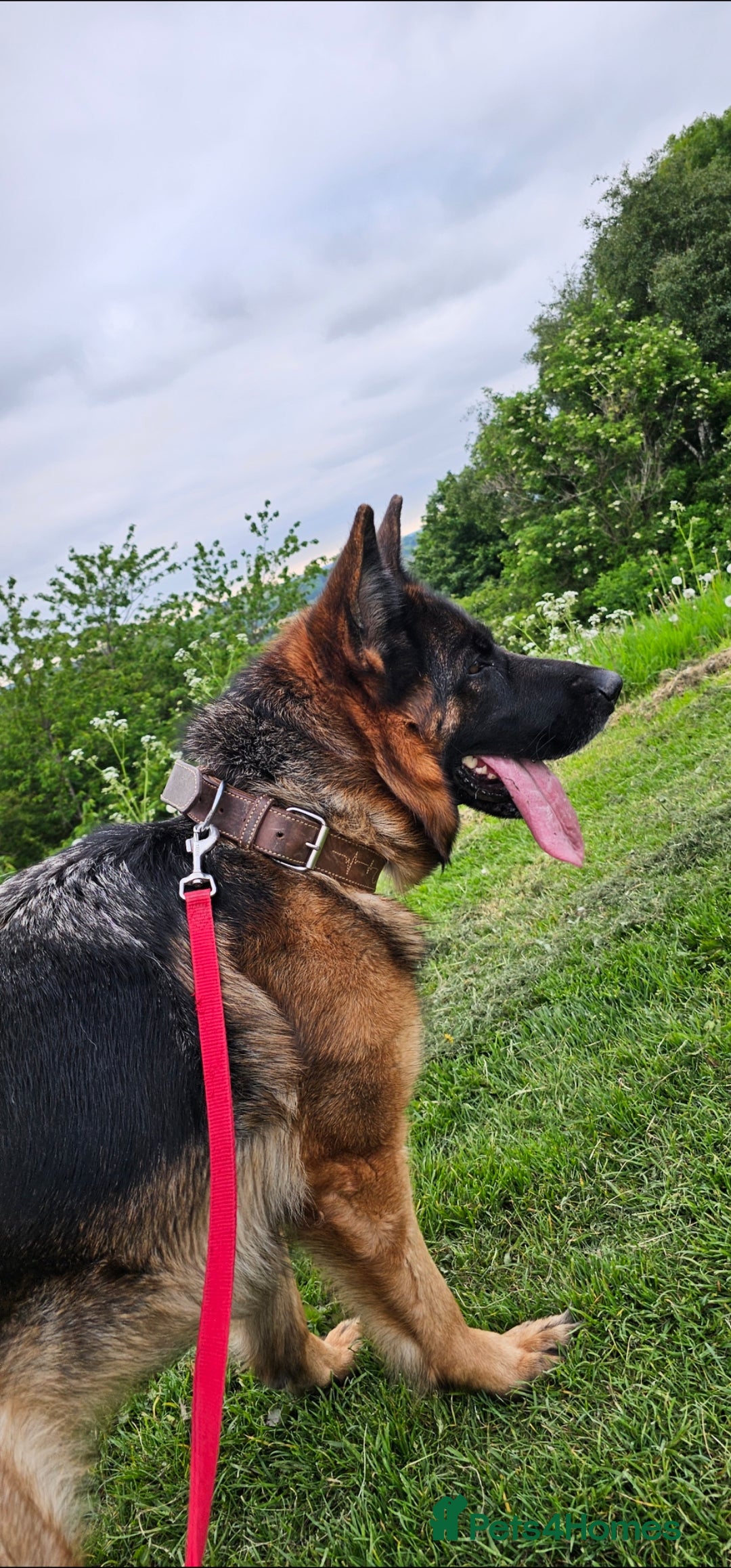German Shepherd dogs for sale: German Shepherd is looking for a new home - Advert 1