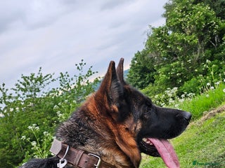 German Shepherd dogs German Shepherd is looking for a new home - Advert 2