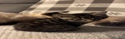 Balinese cats for sale: Beautiful 6 kittens half Balinese  - Advert 19