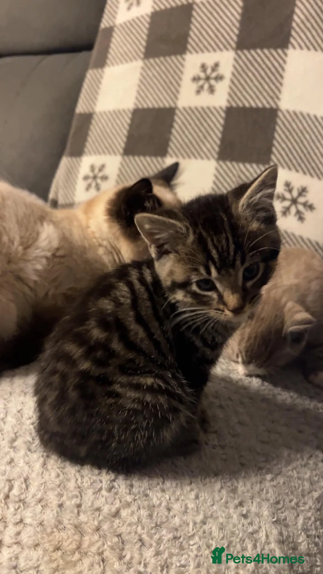 Balinese cats for sale: Beautiful 6 kittens half Balinese  - Advert 19