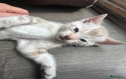 Bengal cats for sale: Snow Mink/Brown Rossette Blue Eyed Bengals - Image 28