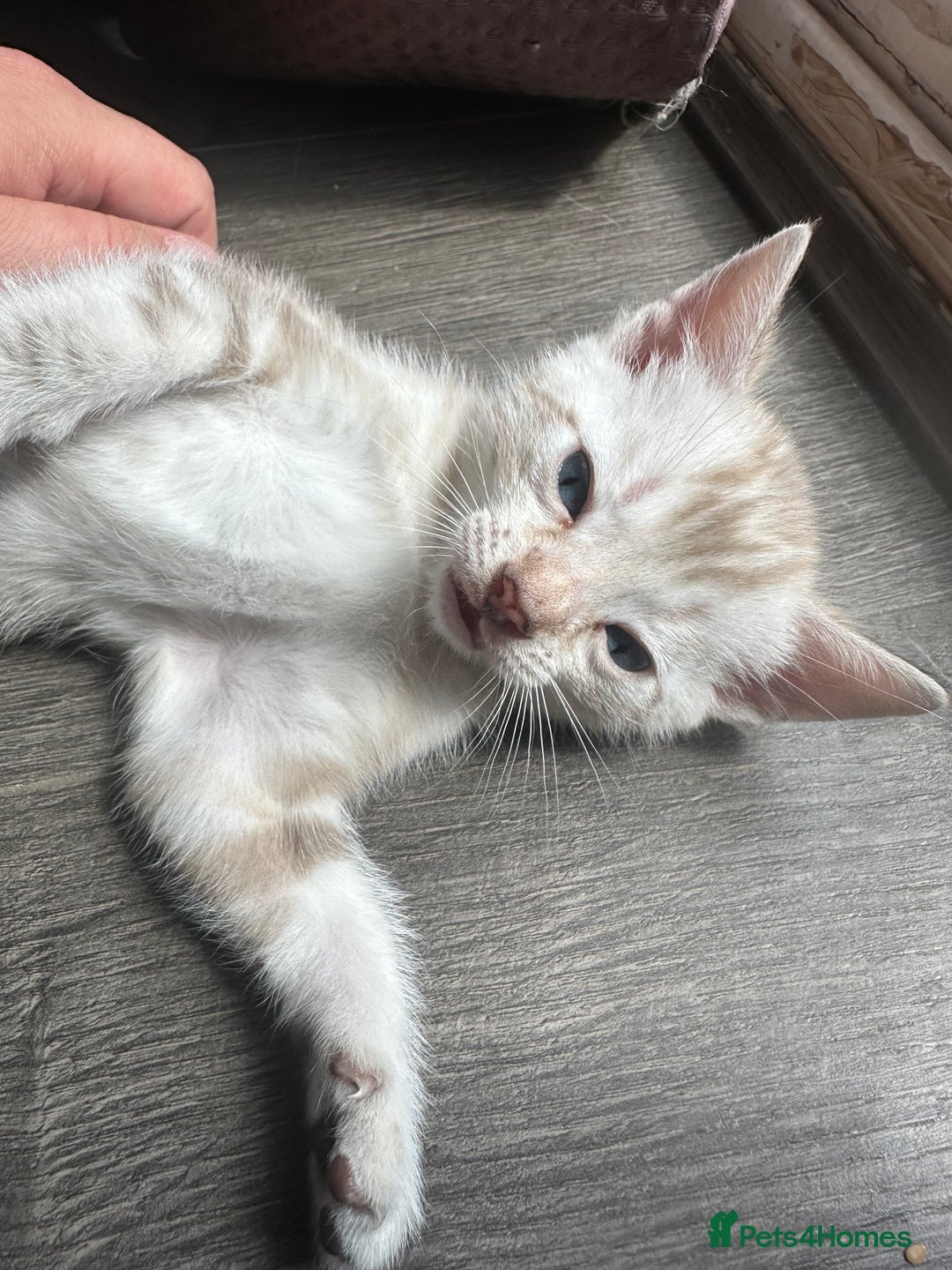 Bengal cats for sale: Snow Mink/Brown Rossette Blue Eyed Bengals - Image 28