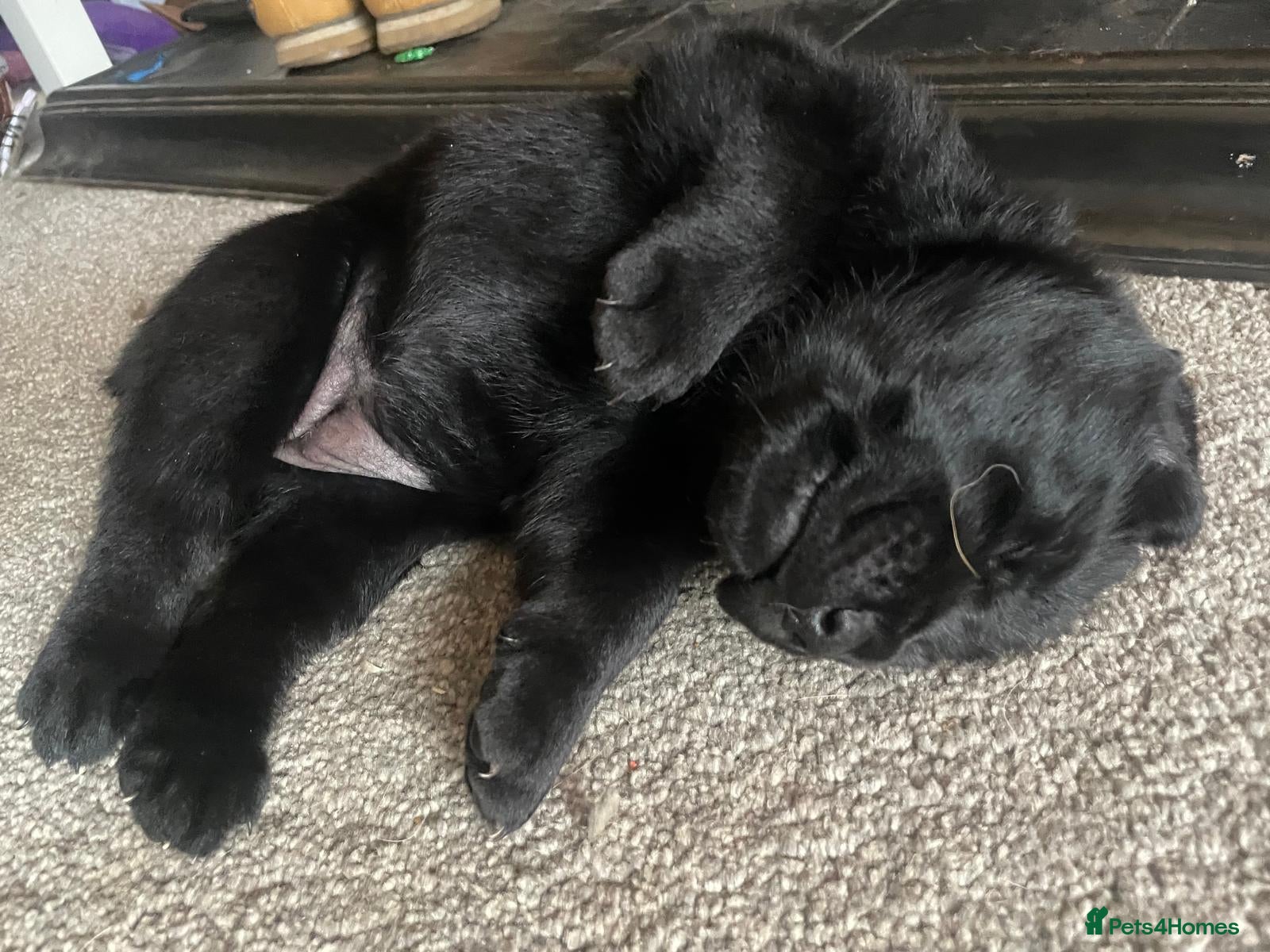 Mixed Breed dogs Shepadors  - Advert 14