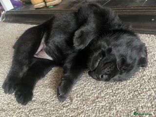 Mixed Breed dogs Shepadors - Advert 11