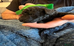 Miniature Poodle dogs for sale: Gorgeous miniature poodle pups - Image 14