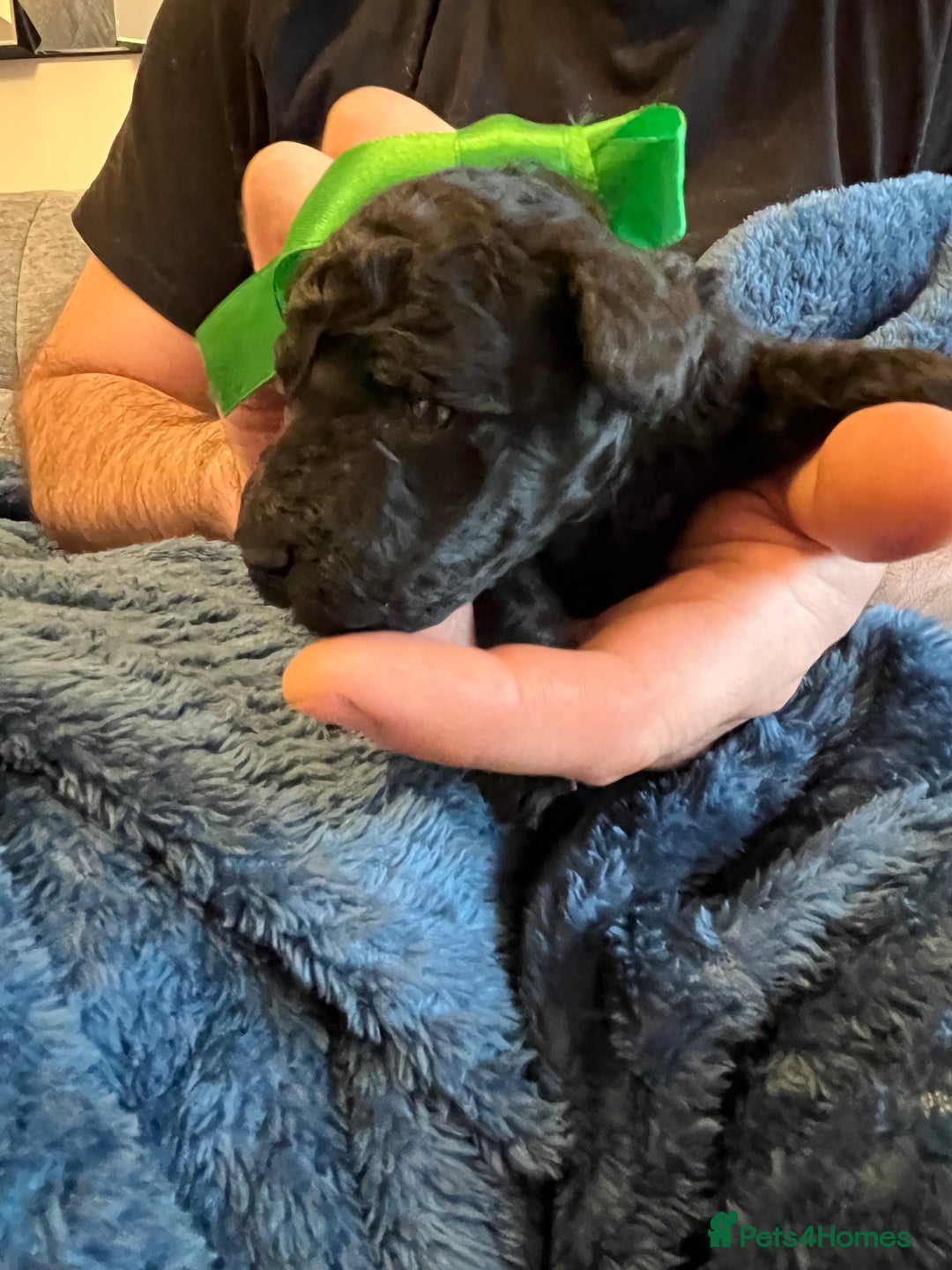 Miniature Poodle dogs for sale: Gorgeous miniature poodle pups - Image 14