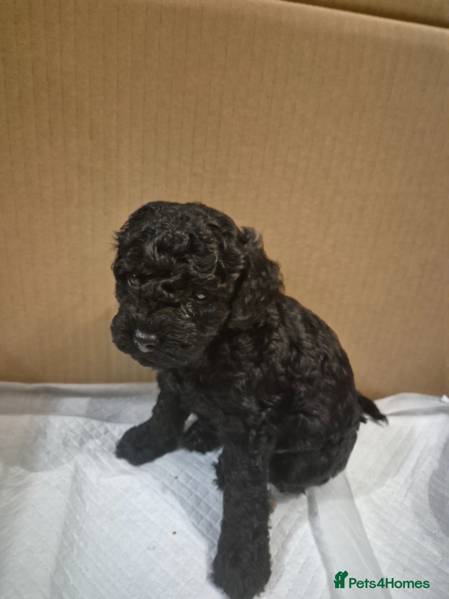 Cavapoo dogs **TOY Cavapoo Ready soon!! 1 black girl left - Advert 5