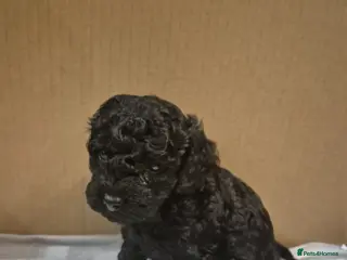 Cavapoo dogs **TOY Cavapoo Ready soon!! 1 black girl left - Advert 5