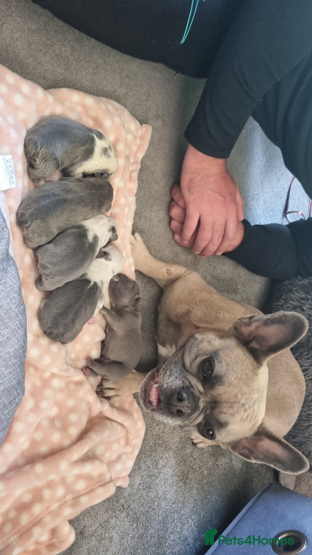 French Bulldog dogs for sale: French bulldog puppies for sale  - Image 4