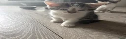Mixed Breed cats for sale: Three Playful Kittens Looking for Loving Homes - Advert 10