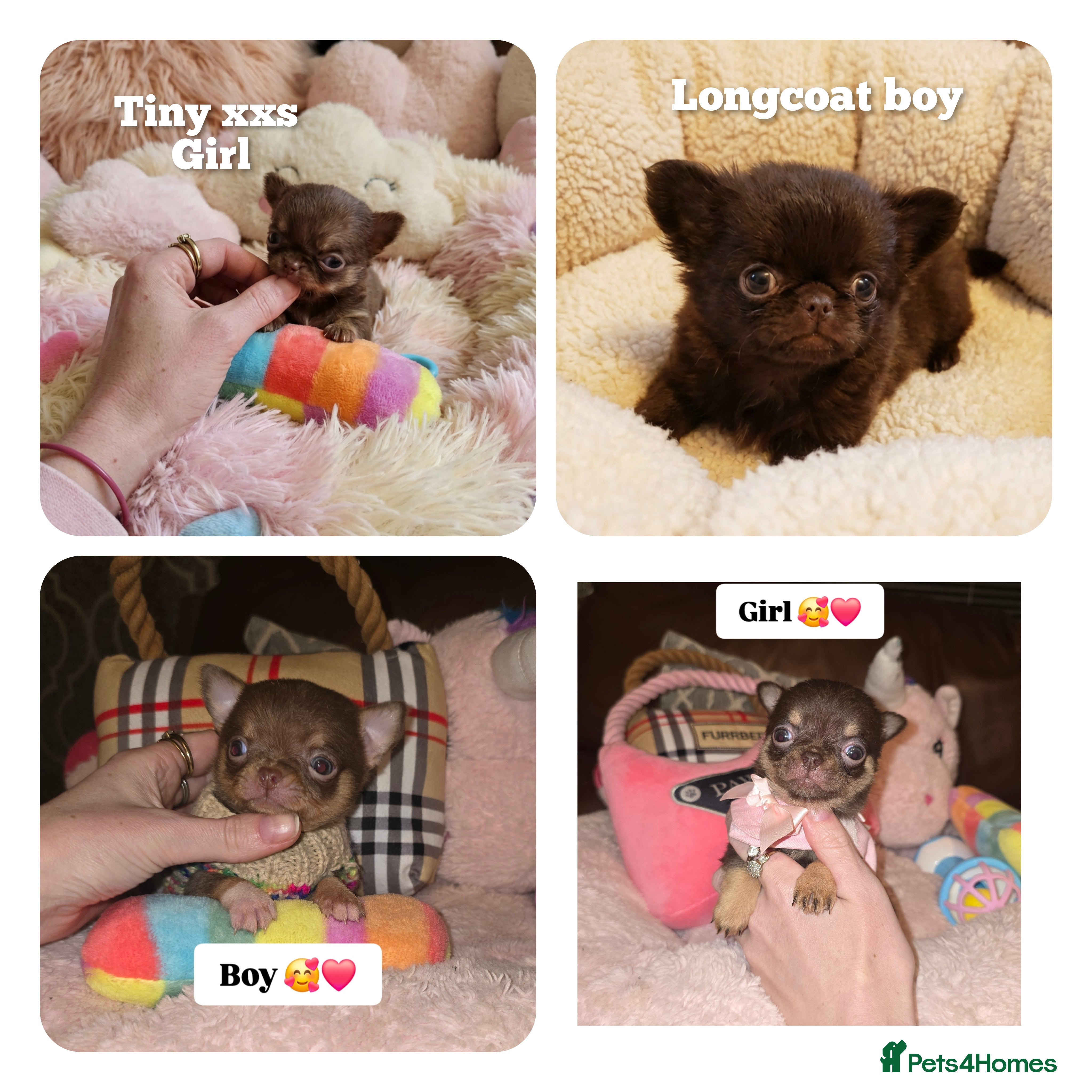 Chihuahua dogs XxQuality Chihuahua Chocolate Thai breeding pupsXx - Advert 10