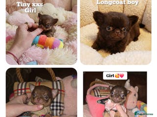 Chihuahua dogs XxQuality Chihuahua Chocolate Thai breeding pupsXx - Advert 5