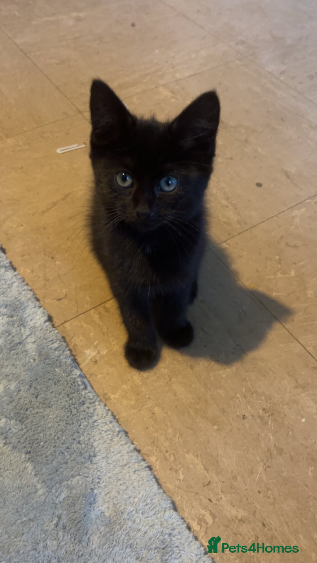 Mixed Breed cats for sale: Mixed breed kittens ready now  - Image 3