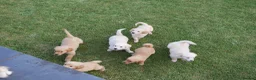 Golden Retriever dogs for sale: Quality Health Tested Golden Retriever Puppies - Advert 12