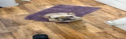 French Bulldog dogs for sale: French Bulldog Female - Advert 9