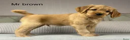 Goldendoodle dogs for sale: BEAUTIFUL HEALTHY CHUNKY PUPPIES  - Advert 9