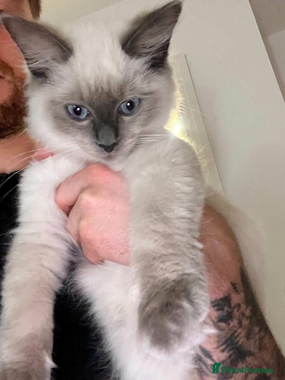 Ragdoll cats for sale: Ragdoll kitten - Image 2