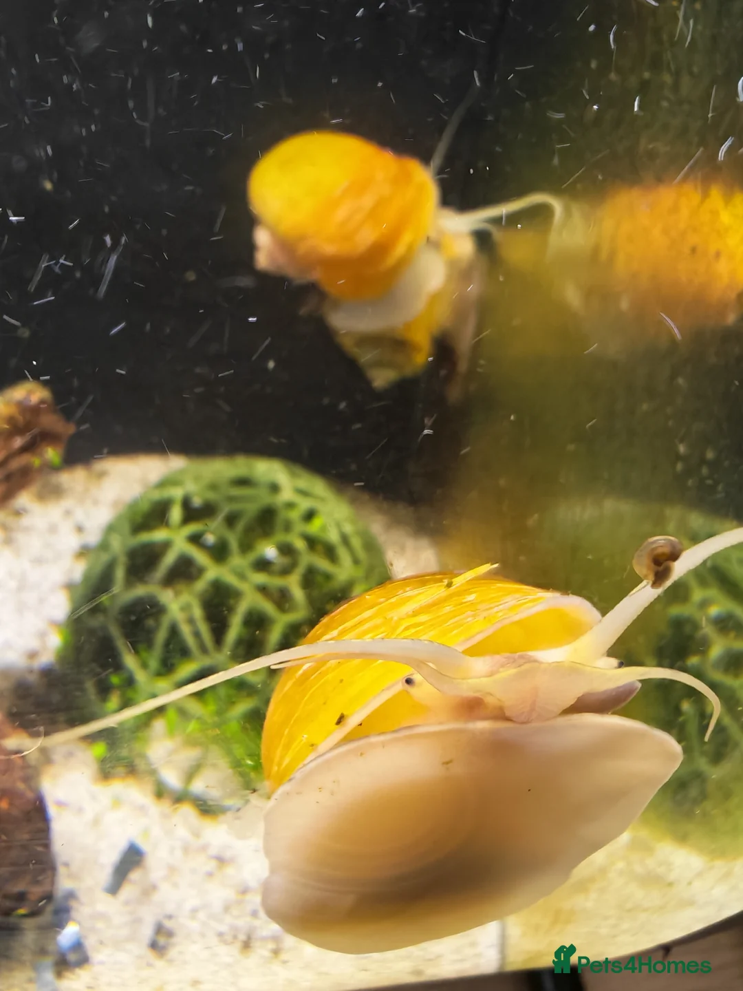 Snails invertebrates for sale: FREE Apple Snails x 3 in Huntingdon - Advert 2