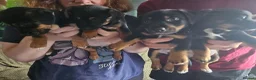 Jack Russell dogs for sale: Beautiful Black & Tan Jack Russell puppy's  - Advert 12