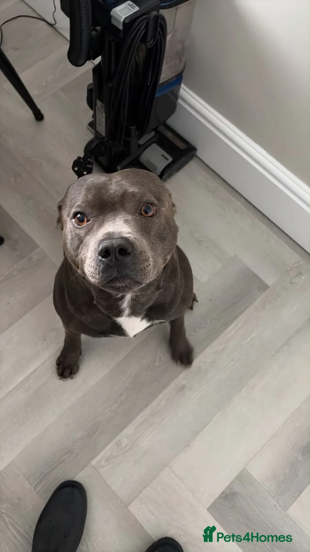Staffordshire Bull Terrier dogs for stud: Blue staffy for stud  in Frizington - Advert 2