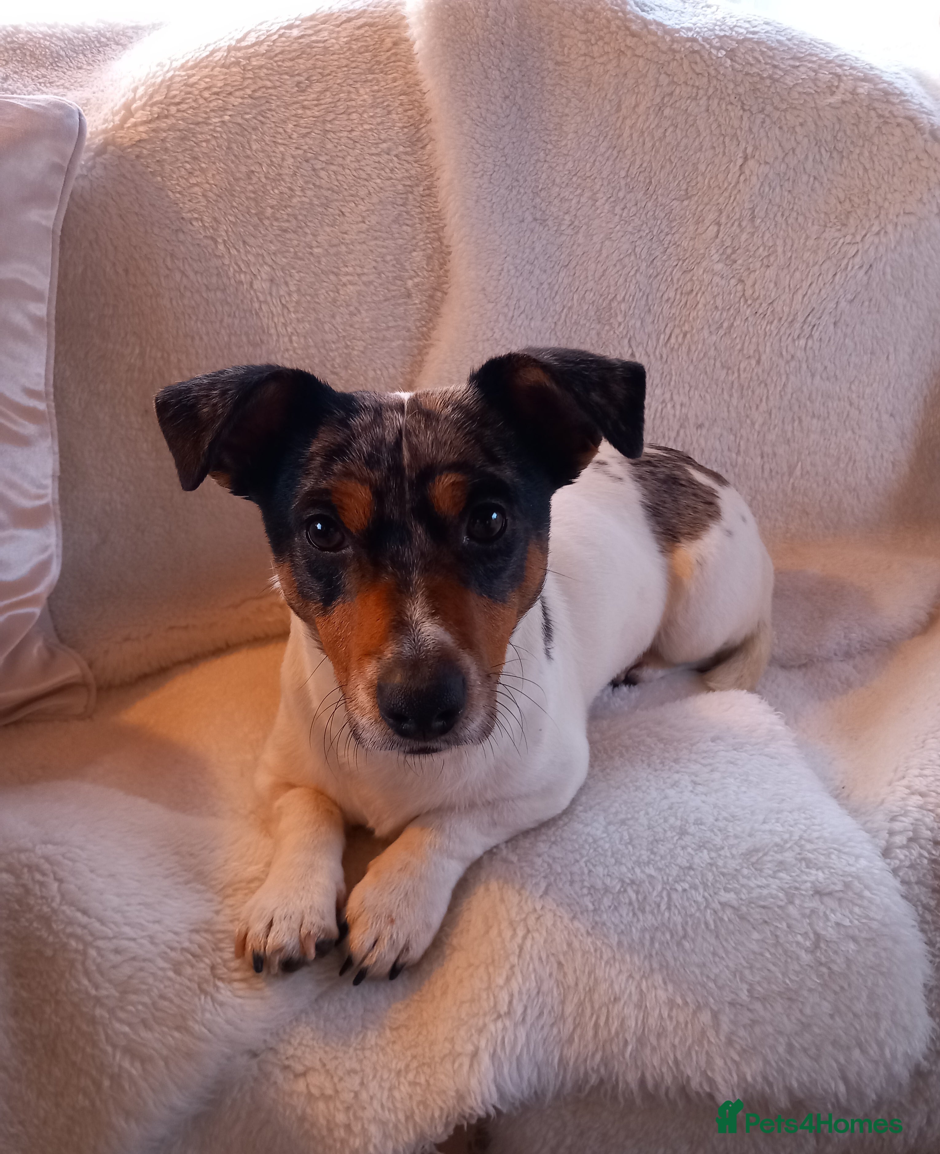Jack Russell dogs 10 month Old Spayed Jack Russell Girl - Advert 4