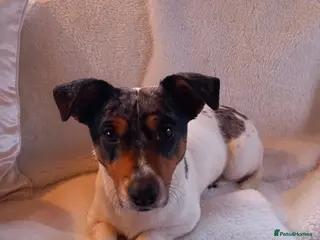 Jack Russell dogs 10 month Old Spayed Jack Russell Girl - Advert 4