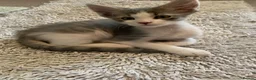 Maine Coon cats for sale: Maine Coon x Persian/Ragdoll Mix - Advert 15