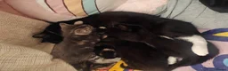 Mixed Breed cats for sale: 4 kittens  - Advert 13