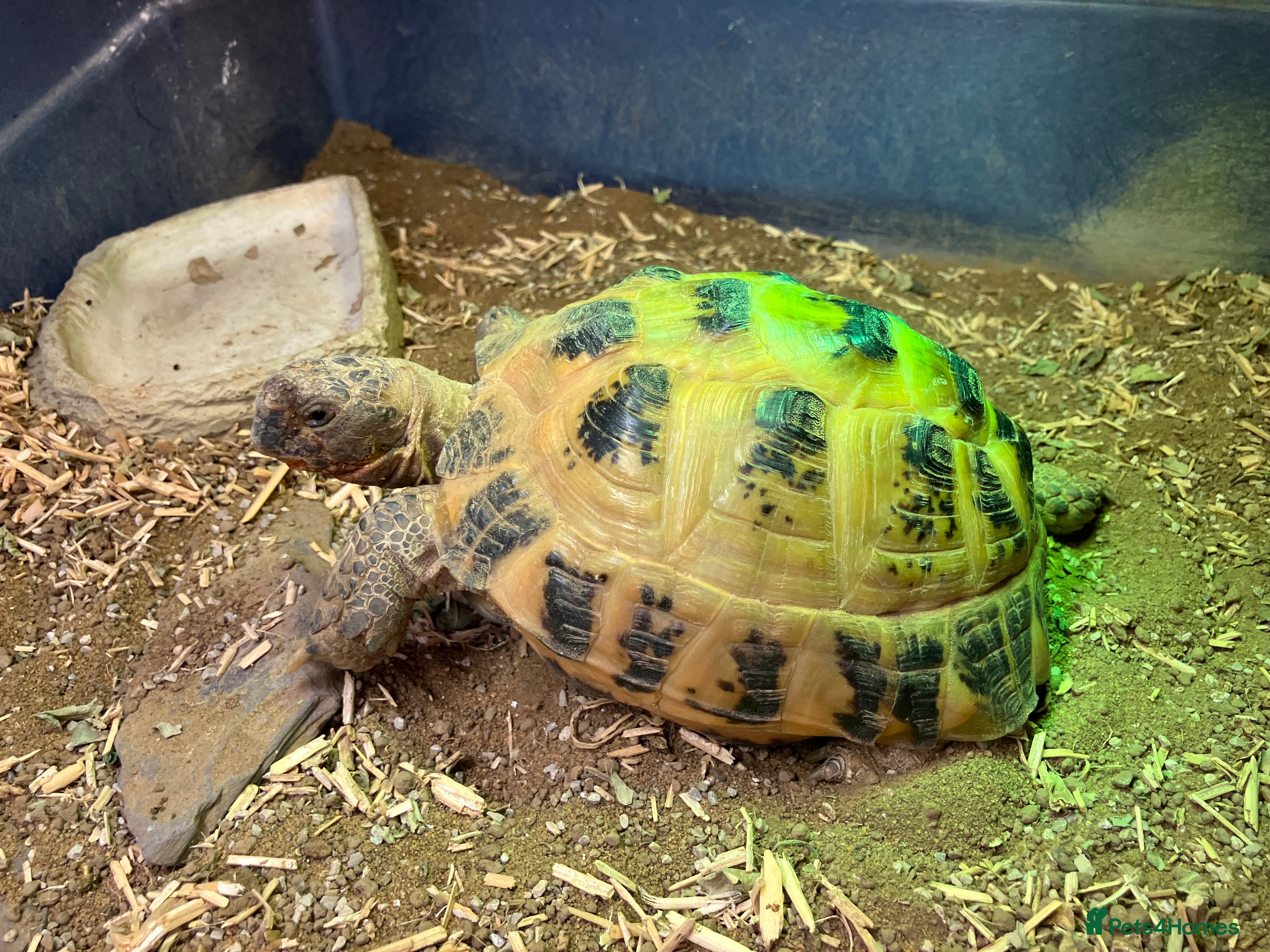 Tortoise reptiles Horsefield Tortoise - Female in Eastleigh - Advert 1